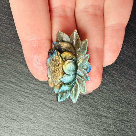 Лотос из Лабрадора